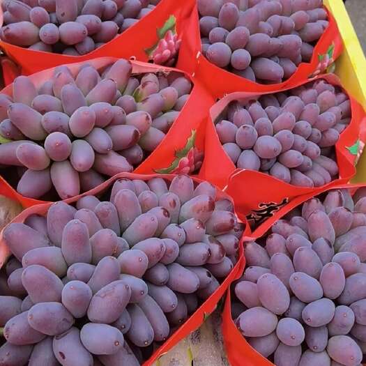 北镇市常年代办辽宁各种葡萄，着色香葡萄，茉莉香葡萄