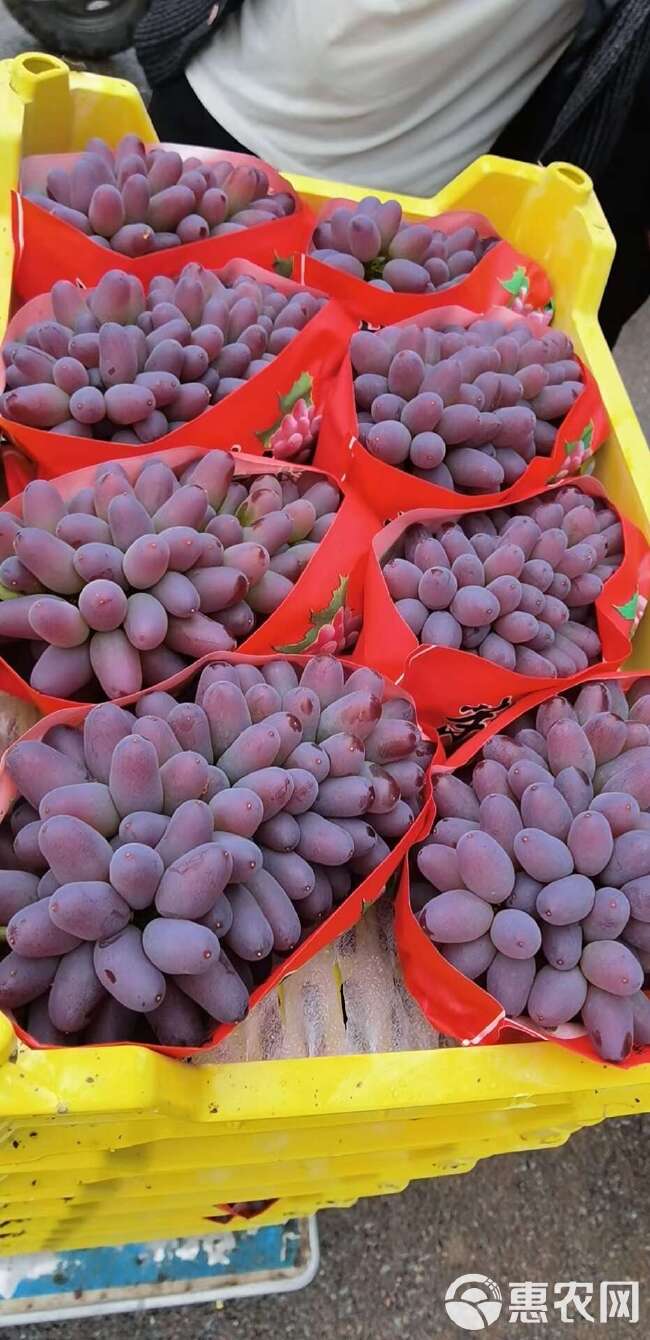 常年代办辽宁各种葡萄，着色香葡萄，茉莉香葡萄