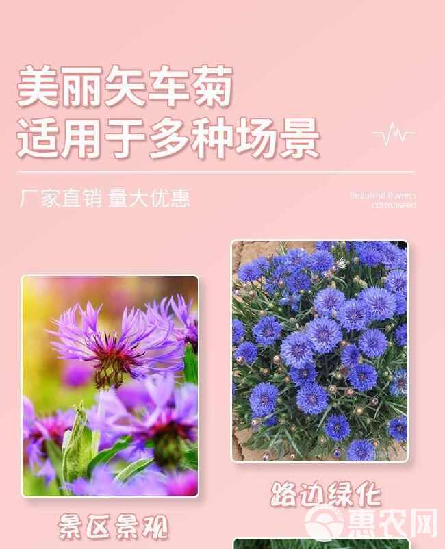 矢车菊种子 花种种子 蓝色矢车菊种子公园绿化庭院花卉种子批发