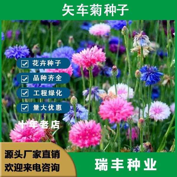 矢车菊种子 花种种子 蓝色矢车菊种子公园绿化庭院花卉种子批发