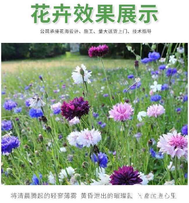 矢车菊种子 花种种子 蓝色矢车菊种子公园绿化庭院花卉种子批发