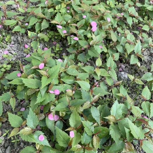 成都野樱桃芽苗