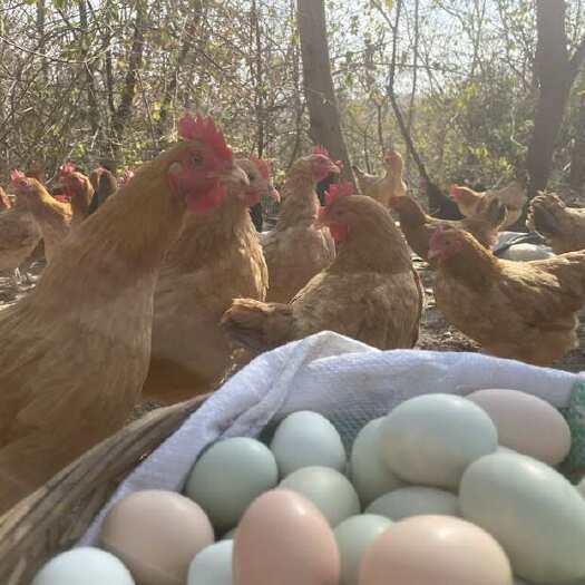 京山市土鸡蛋，初生蛋，小鸡蛋，粉绿，无抗，现捡现发，破损包赔！