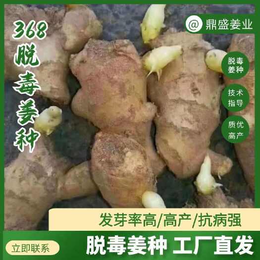 沂水县姜种 各种品种姜种 小黄姜 大黄姜 368脱毒姜种