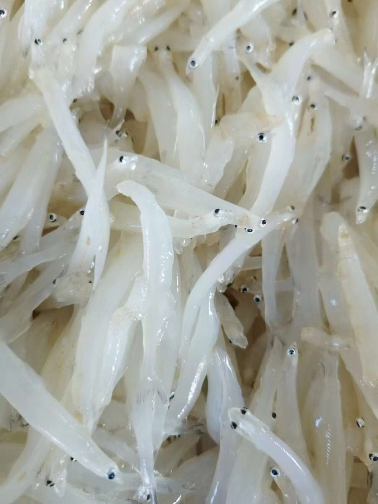 新鲜冷冻小银鱼，规格齐全，产地直销，肉质鲜嫩。