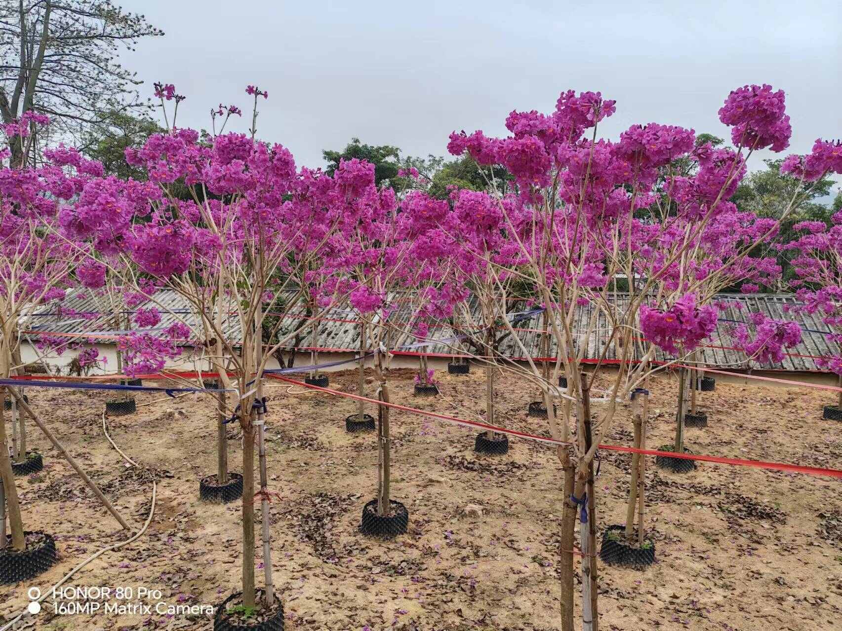 紫花风铃木