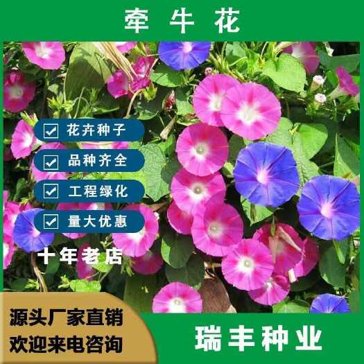 东海县爬藤牵牛花种子矮牵牛花种子大喇叭花大喇叭种子庭院阳台盆栽种子