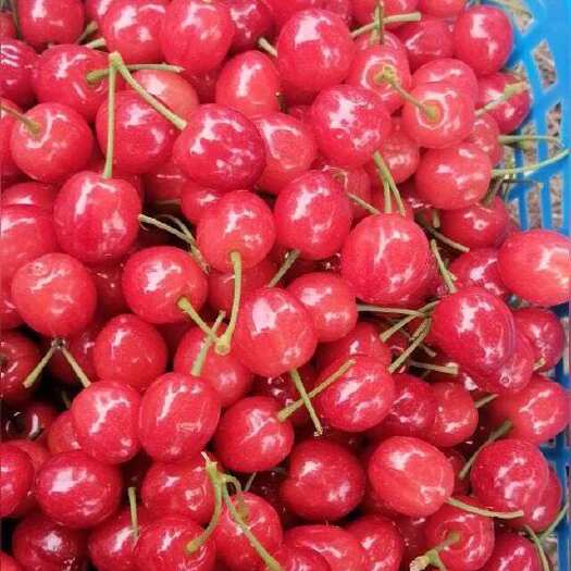 苍溪县玛瑙红樱桃树苗品种纯根系发达当年挂果快递包邮适合南北方种
