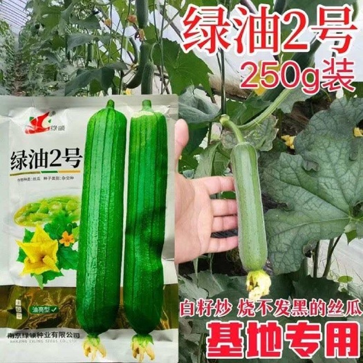 淮安丝瓜种子短棒丝瓜绿领油亮丝瓜白籽中早熟绿油2号春秋高产丝瓜种