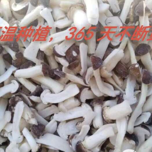 贵阳冻赤松茸