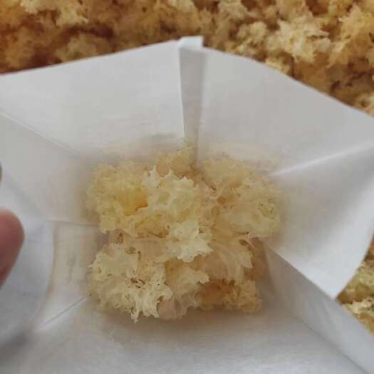 通江县椴木银耳