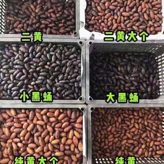 凌海市黄小蚕蛹