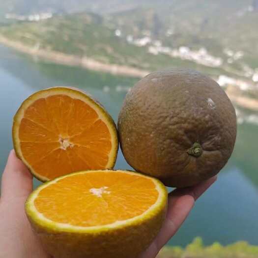 【黑美人】又名（棕橙），独特的外表是橙中的劳斯奈斯，口感独特