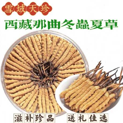 那曲虫草  西藏那曲产地直销虫草  干度好  无断草 雪域天