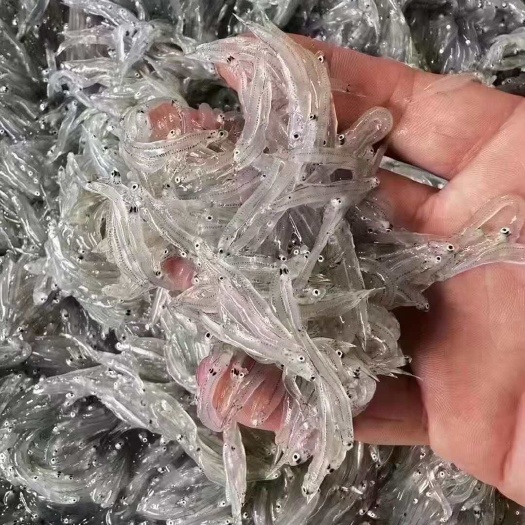 小银鱼无骨无刺无鱼鳞宝宝辅食
