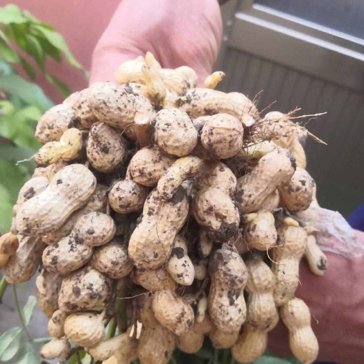 青岛高油酸917，963，油酸含量78％，口感香脆，上架货期长！