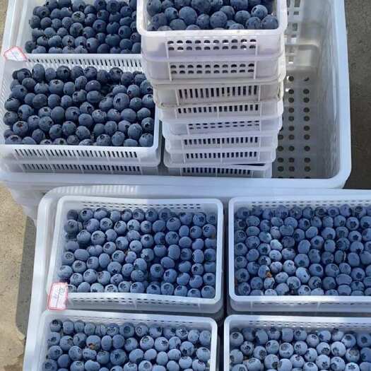 山东蓝莓大量上市 支持物流发货