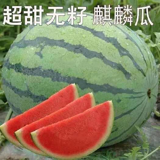 勐海县[包邮]西瓜  当季麒麟西瓜果园种植现摘现发老少水果