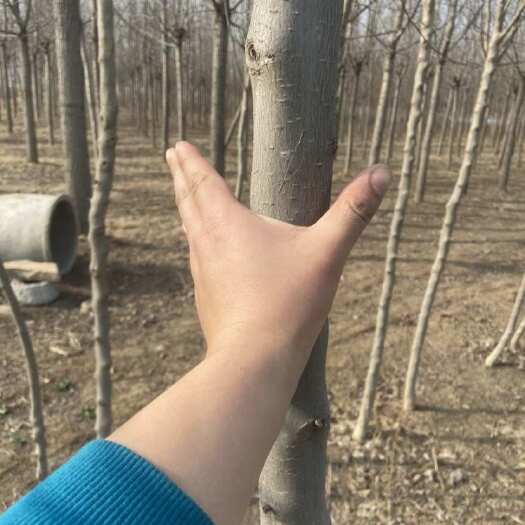 永城市4年的嫁接好的杜仲树苗，便宜卖，非常便宜卖