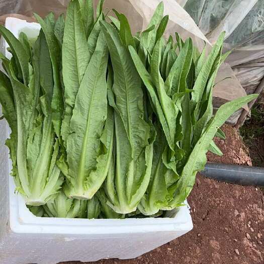  油麦菜