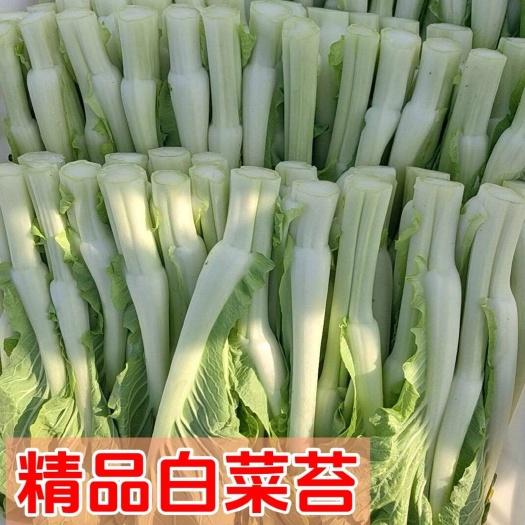 脆甜白菜苔产地优质供应品种多样可供应各等级市场和商超