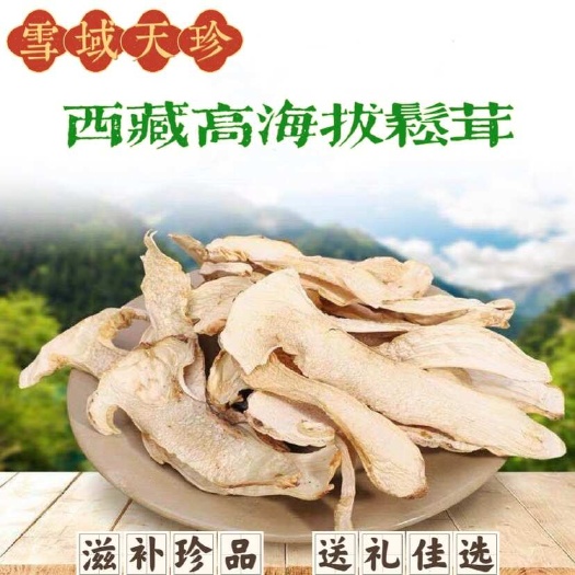 西藏松茸片干货 新鲜西藏土特产菌类 姬松茸干货 雪域天珍