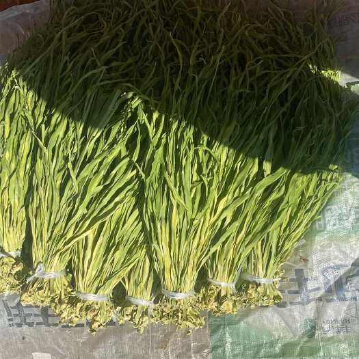 洱源县大量批发贡菜，紫笋干菜，一手货源，量大从优
