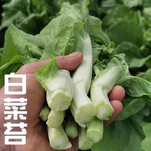 枝江市湖北白菜苔嫩甜大量有货应季上市整车配货精品供货欢迎联系订货
