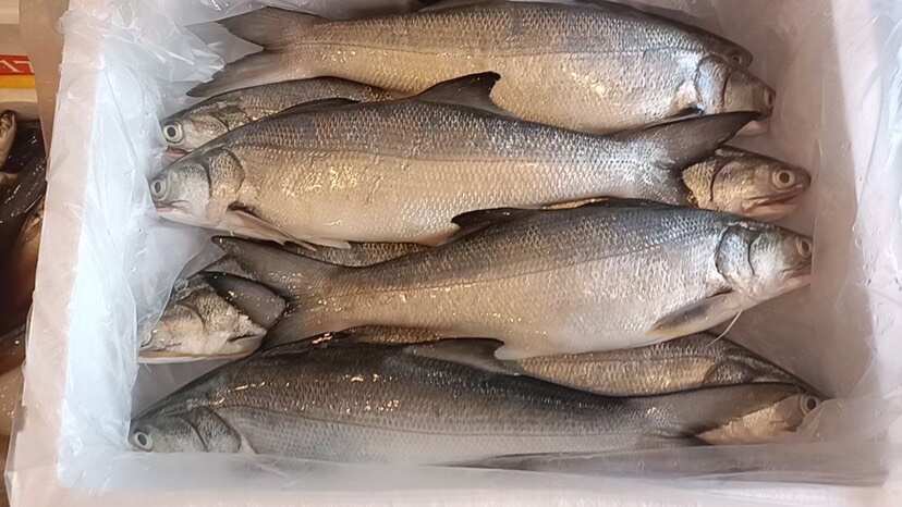 湛江马友鱼
