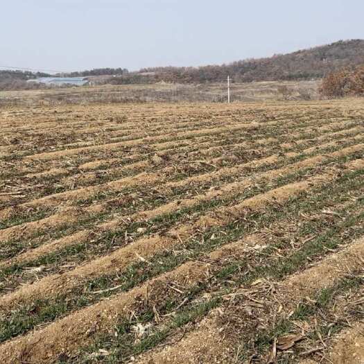威海丘陵耕地20亩 土地流转