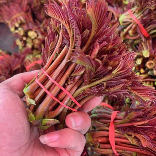 大竹县香椿芽