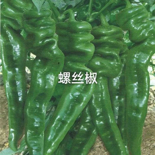 宿州【精品】螺丝椒苗  大果螺丝椒苗 陇椒苗