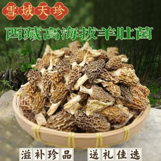 礼品装西藏林芝地区羊肚菌高海拔 藏族采摘羊肚菌 干货