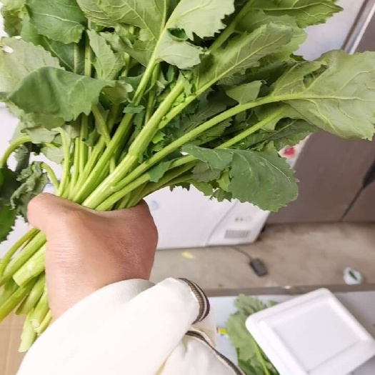 油菜苔大量上市，工厂市场，电商欢迎订够