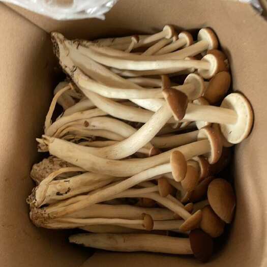 成都每日2顿茶树菇供应