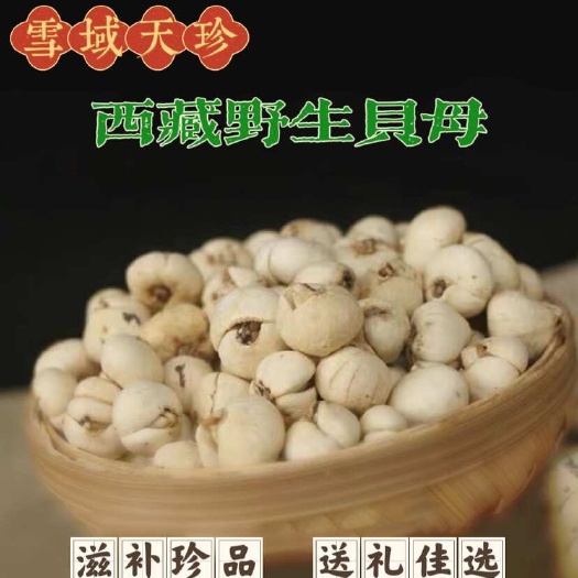 拉萨藏贝母 西藏高海拔地区贝母 精选贝母 免费打粉 雪域天珍