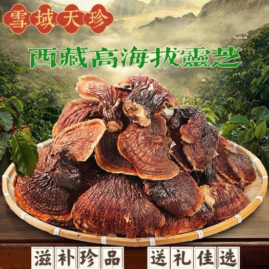 拉萨西藏正品灵芝礼盒装 金边灵芝 高海拔灵芝 雪域天珍土特产