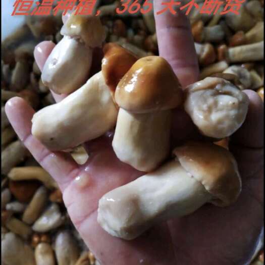 盐水赤松茸