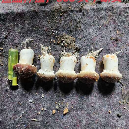 贵阳贵州赤松茸