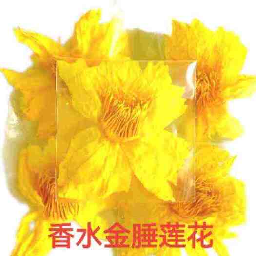 香水金睡莲花茶睡莲花茶荷花茶健康养生花草茶