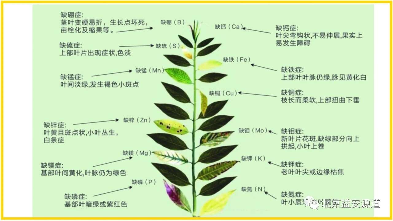 叶面肥：含；铁锌锰硼铜等。植保平衡营养全面，适合各种作物