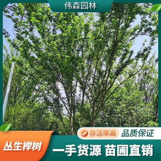 崇州市基地供应 8-10-12-14-15公分丛生榉树 规格齐全