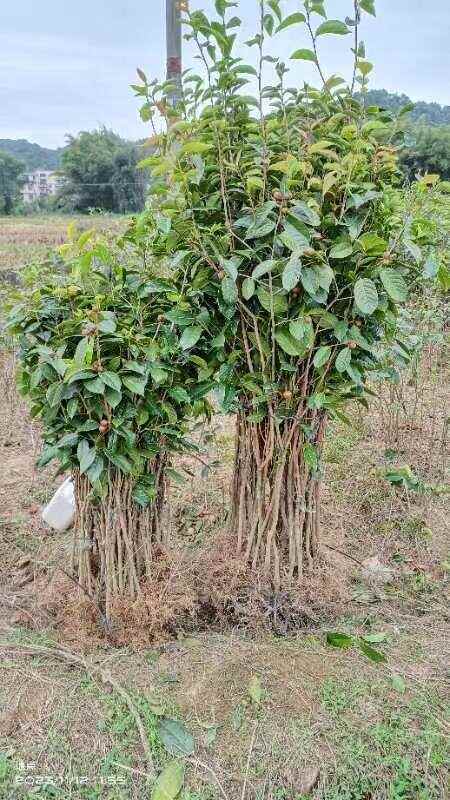 藤县大果红花油茶树苗
