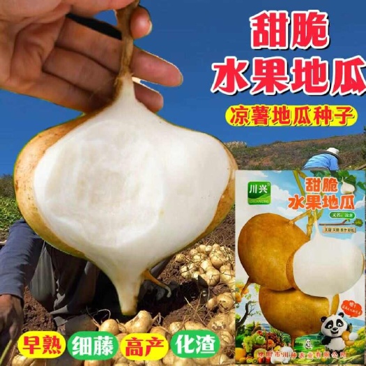 川兴甜脆水果地瓜种子早熟品种可生吃水果地瓜种子凉薯种子