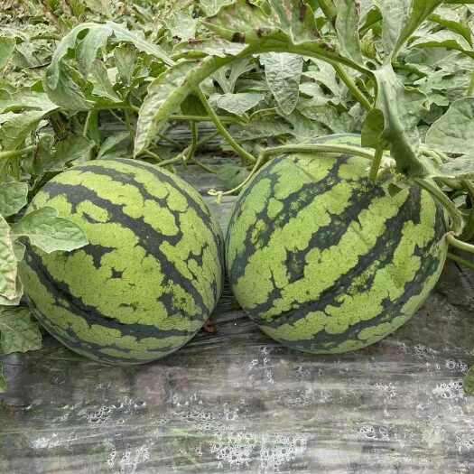 平凉西北无籽美都，瓜形，瓤口，甜度全到味，现採现装，产地直发