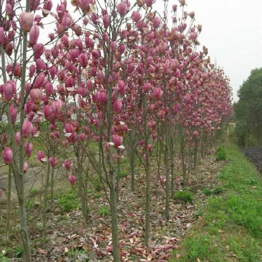 宝应县紫玉兰小苗