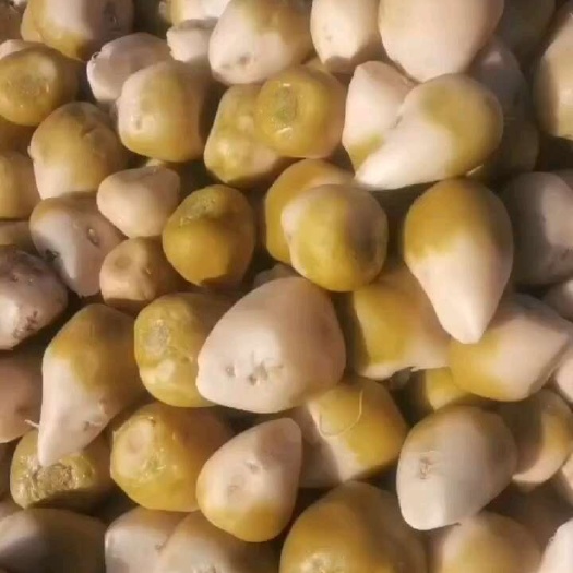 腌大头菜 酱腌菜，腌制的芥菜头，半成品，现货上车