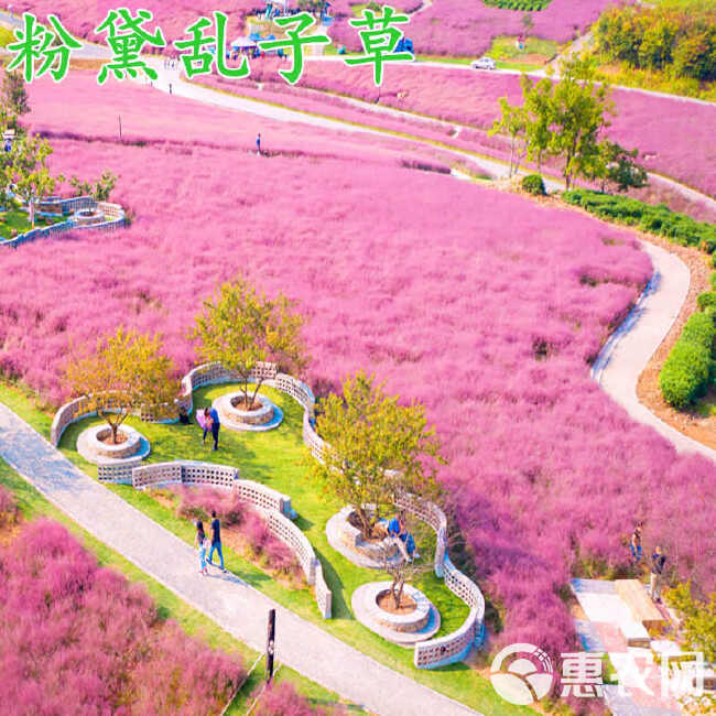 粉黛乱子草种毛芒乱子草花海草种子花种子庭院多年生花四季播网红