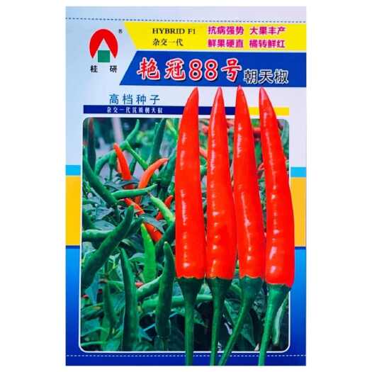 沭阳县艳冠88号 大果朝天椒种子超辣高产指天椒种籽大田用辣椒籽单身