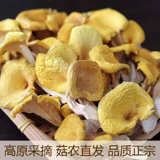 昆明新货鸡油菌干货云南特产黄蘑黄丝菌黄金蘑菇菌菇香菇煲汤净重批发